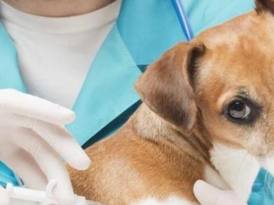 幼犬疫苗（了解幼犬疫苗的重要性，做好疾病防控措施）