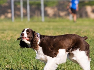 英国史宾格犬临产的特征（了解你的宠物）