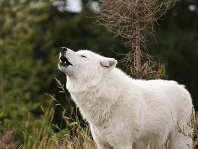 格陵兰犬的饲养全攻略（如何正确养护您的格陵兰犬？——实用指南）