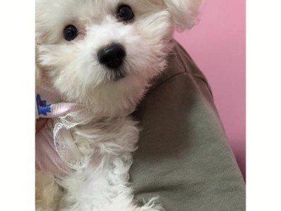 拉布拉多犬胎毛的生长和脱落周期（了解拉布拉多犬胎毛换毛的关键时期及保养方法）