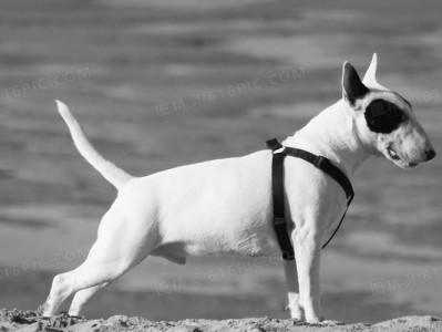 探索以立耳比特的优势和应用领域（以立耳比特）