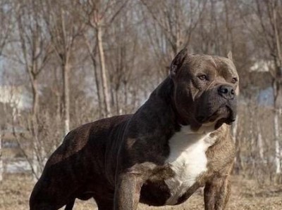 以斗狗用的哪种狗最适合？（探寻斗狗运动中最强悍的犬种）