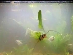 探究水黄的原因及解决方法（水黄的成因和影响，让水质恢复清澈的关键）