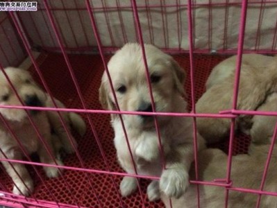 金毛幼崽的出售时机（金毛幼崽何时可以离开母狗？）