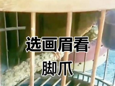 如何一眼选出佳品？——识别常见家养鸟的技巧（轻松辨别家养鸟，让你选得放心）