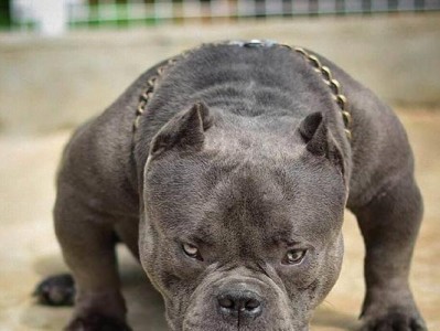 了解恶霸犬（探索恶霸犬的特征和如何应对）