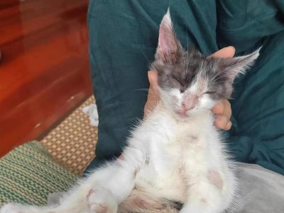 猫传染疾病的预防与控制（了解猫传染疾病，让我们和宠物更健康）