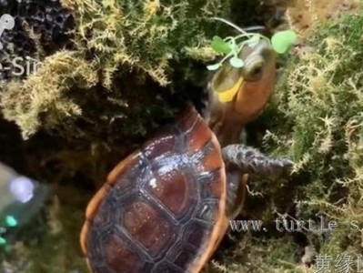 黄缘闭壳龟的饲养指南（宠物爱好者必看，让你的小龟快乐健康成长！）
