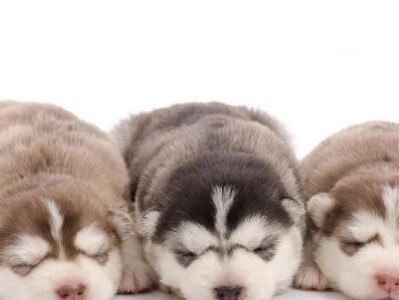 三个犬（以“三个犬”为主题的成语及其象征意义探析）
