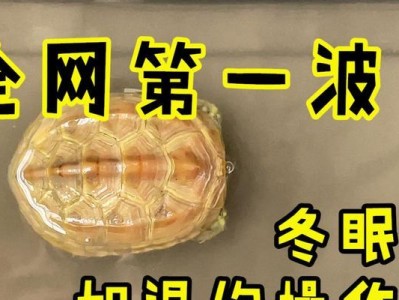 草龟的冬眠条件与特点（寒冷温度是草龟冬眠的关键，有效保障其生存）