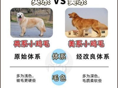 纯种金毛犬价格揭秘（为什么有高有低？你不得不了解的金毛犬价格）