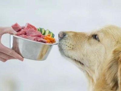 狗狗也能吃的人类食品（以强烈味道为主，保证爱犬口感满足，）