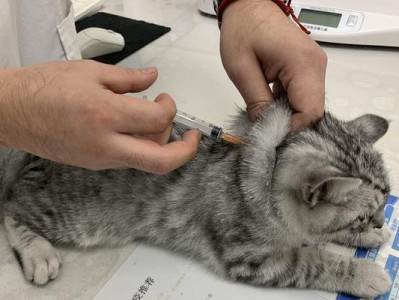 小猫咪什么时候打疫苗最合适？（宠物主人必知的养猫常识）