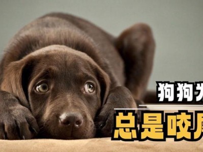 小狗为什么要咬尾巴？（探究小狗咬尾巴的原因及其影响）