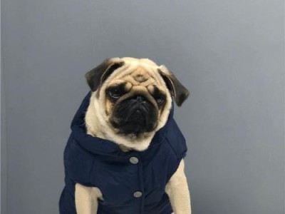斗牛犬的健康饮食计划（以什么为主食，让斗牛犬吃得健康又胖）