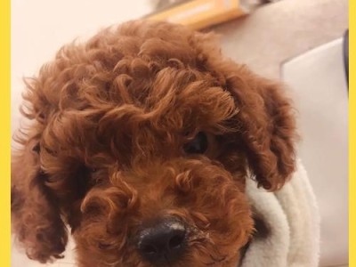 泰迪犬的适宜运动时间及注意事项（健康的泰迪宠物生活需要合适的运动）