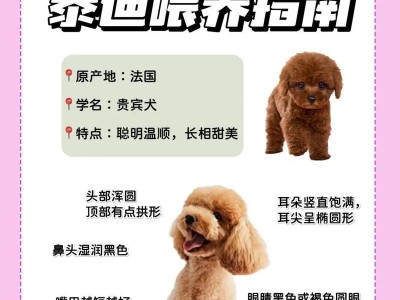 宠主如何照顾3~6个月的泰迪犬（关键期的养护是什么？）