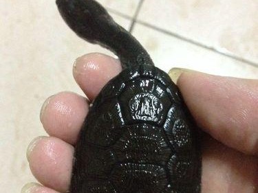 红头蛇颈龟的饲养方法（以宠物为主，享受它的陪伴和美丽）