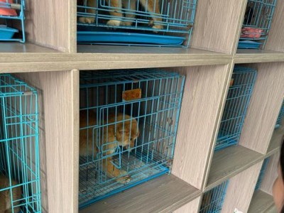 小狗容易养，大狗难哺育（探索犬只饲养中的差异与挑战）