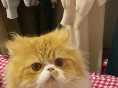 猫咪为何会自己选主人（探究猫咪选择主人的原因与方式）