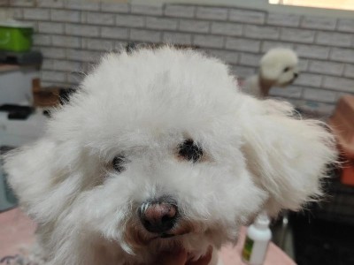 探秘没剪过胎毛的比熊（与众不同的胎毛成长奇迹）