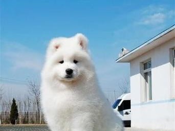 探究萨摩耶幼犬为何会有黄色毛发的原因（解析萨摩耶幼犬黄色毛发的遗传特征和环境因素）