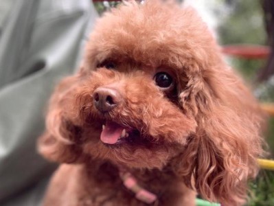延长泰迪寿命的方法——关爱与健康（泰迪犬预期寿命及有效的延长方法）