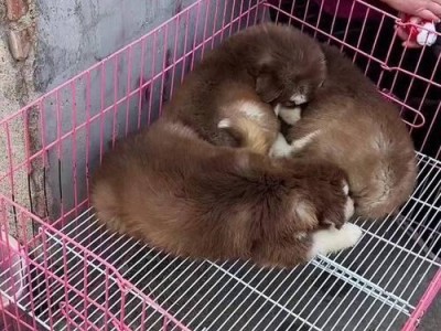 从狗市买下的阿拉斯加，一年后的噩梦（700元买下的阿拉斯加，喂养一年后的无尽麻烦）