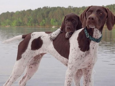 平毛寻回猎犬的饲养方法（打造健康快乐的狗狗生活）