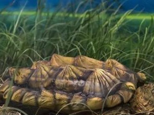 以平背麝香龟为宠物的饲养方法（如何让你的平背麝香龟健康快乐？）