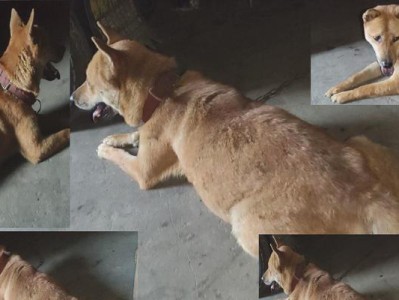 中华田园犬幼犬的睡眠时间（了解中华田园犬幼犬的睡眠需求）