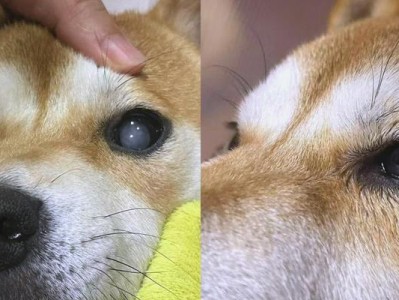 狗狗眼部疾病大揭秘（了解常见的狗狗眼部疾病及预防方法）
