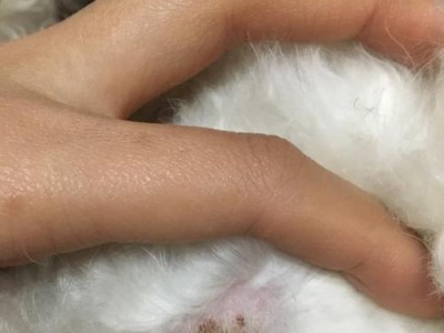 比熊的皮肤病原因及治疗方法（了解比熊皮肤病的常见症状和有效防治措施）