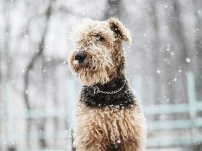 克伦伯猎鹬犬的饲养方法（打造忠诚、活泼、聪明的猎犬之道）