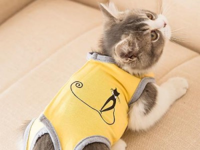 小猫喜欢咬衣服的原因揭秘（探究小猫咬衣服行为的心理动机和解决方法）