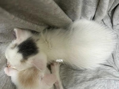 小奶猫不吃东西的原因和应对方法（探究宠物小奶猫为何不吃东西，如何帮助其恢复食欲）