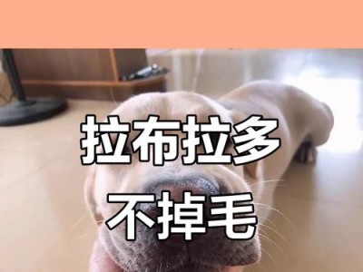 拉布拉多掉毛周期及护理技巧（揭秘拉布拉多掉毛周期，教你正确护理宠物毛发）