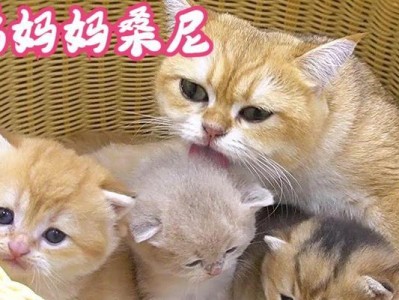 猫妈妈生了小猫吃什么好？（科学饲养的关键，确保小猫健康成长）