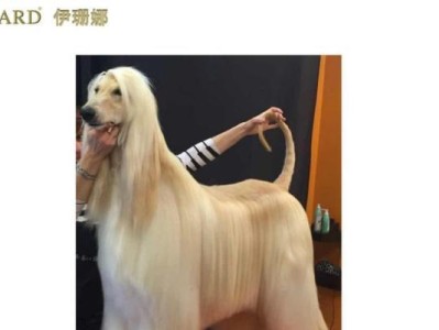 泰迪生产的神秘序列（揭秘泰迪生产中的神奇现象）