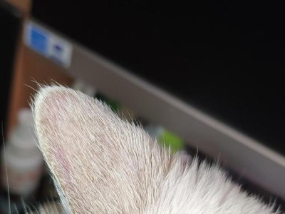 常见的猫耳朵疾病及预防措施（了解猫耳朵疾病的种类，保护宠物的健康）