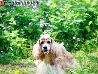 带可卡犬出门注意事项（为宠物带来愉快的外出体验）