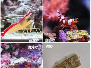 以火箭吊为宠物的饲养方法（了解火箭吊的习性和特点，轻松养殖萌宠）