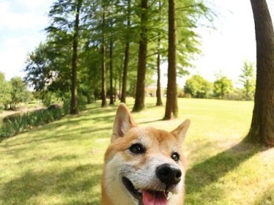 养柴犬的注意事项——干货分享（柴犬好养吗？养柴犬需要注意哪些问题？）