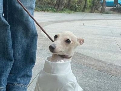 为什么狗会夹尾巴？（揭开狗害怕夹尾巴的神秘面纱）