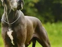 大型犬品种及特点（了解大型犬）