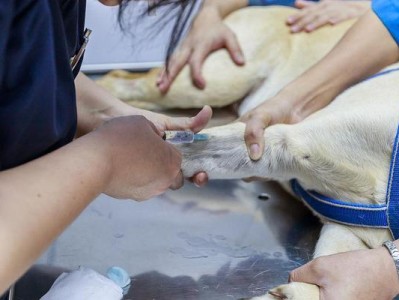 给狗皮下输液的方法与注意事项（一步步教你正确给爱犬进行皮下输液，宠物健康保驾护航）