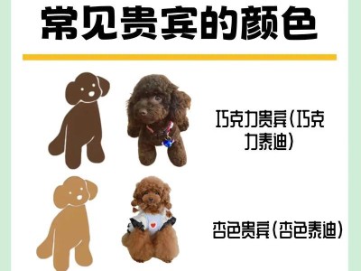 如何挑选纯种泰迪？花费及选购攻略一网打尽（挑选纯种泰迪所需费用及买家必读攻略）