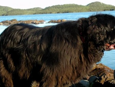 大瑞士山地犬的饲养全指南（以宠物为主，让你成为大瑞士山地犬的贴心主人）