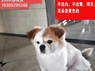 长耳朵狗的品牌之旅（探索长耳朵狗的世界——了解不同品牌的特点与魅力）