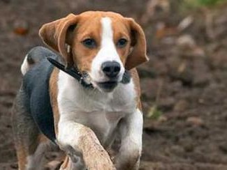 冬季比格犬饲养全攻略（温暖冬日，比格犬的健康与幸福之道）